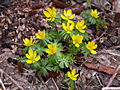 Eranthis hiemalis IMG_5084 (VALENTA) Rannik zimowy